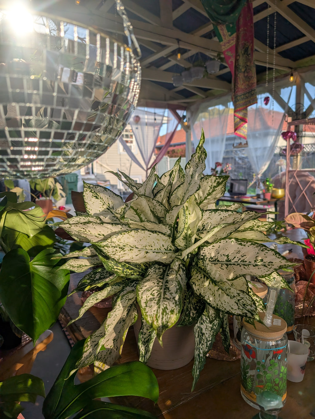 Aglaonema 'First Diamond' image 3
