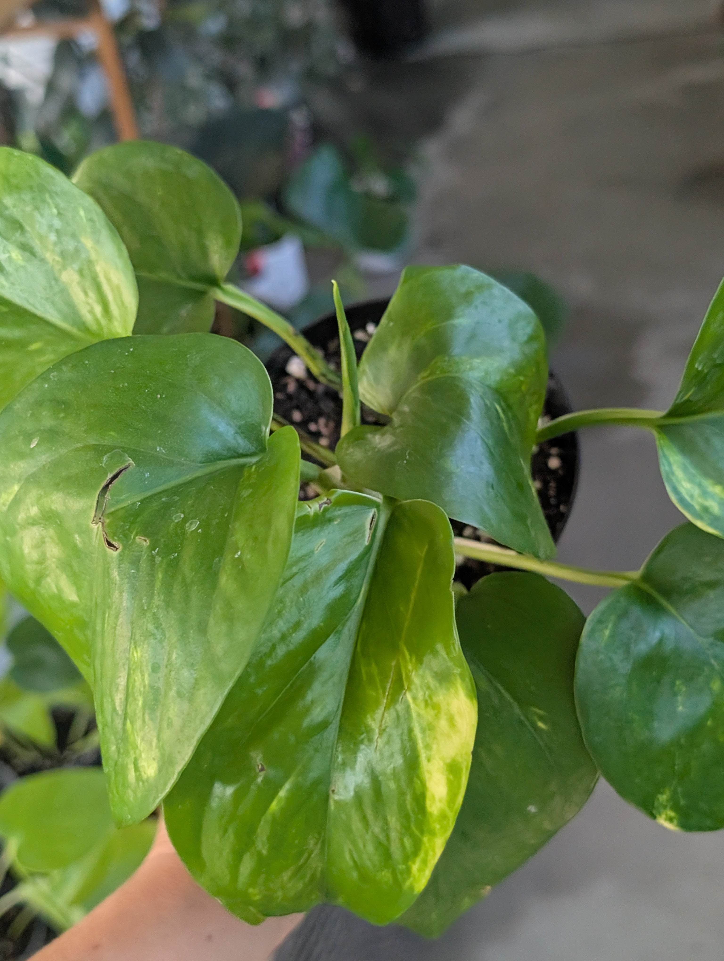 Epipremnum aureum 'golden pothos' image 5