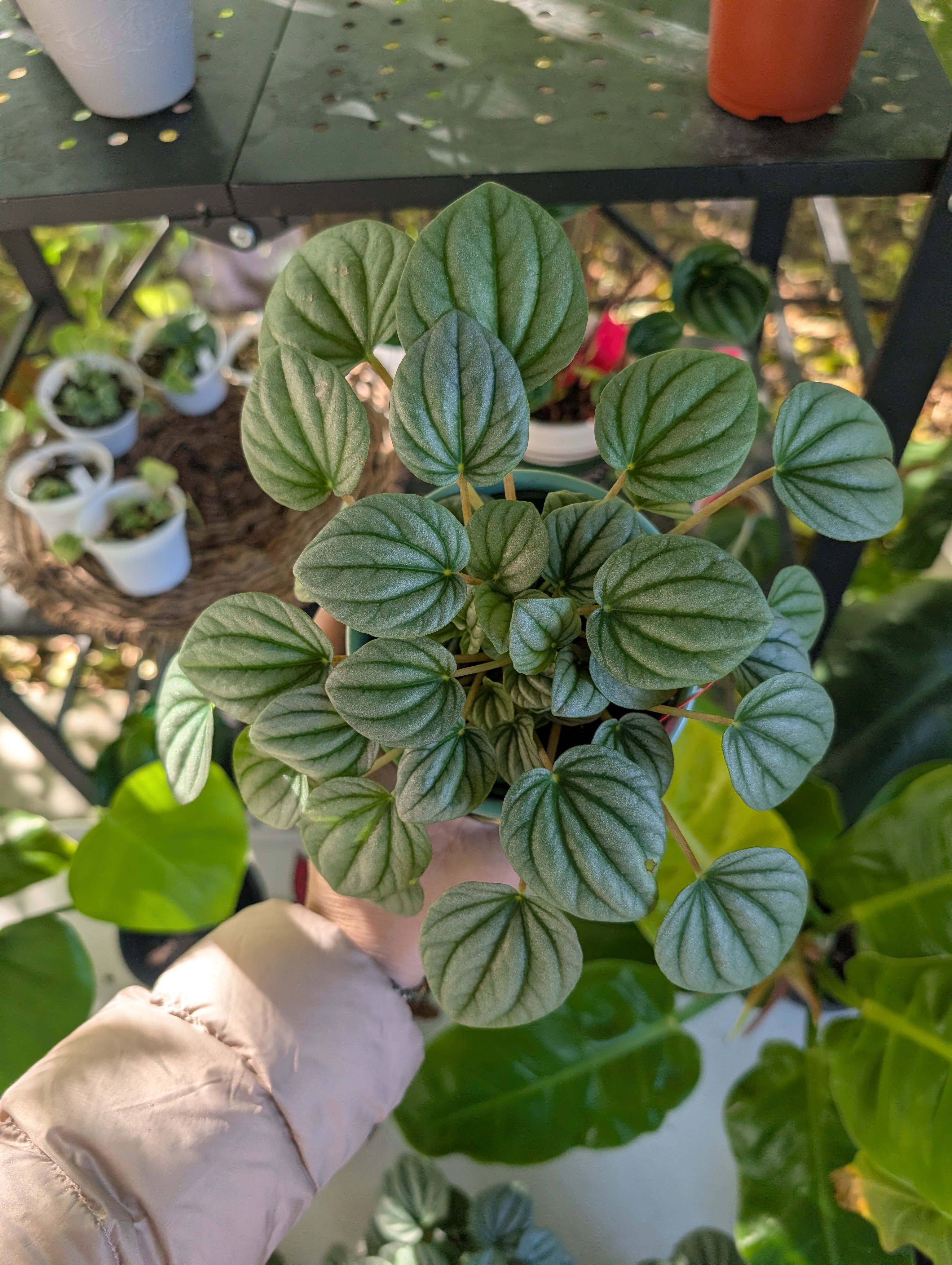 Peperomia caperata 'Moonlight' image 2