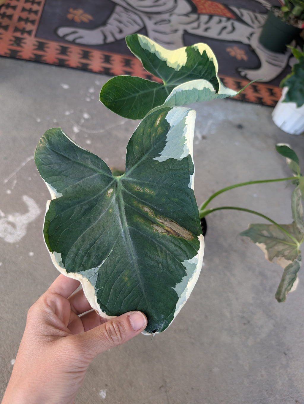 Alocasia Mickey Mouse image 0