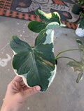 Alocasia Mickey Mouse image 0