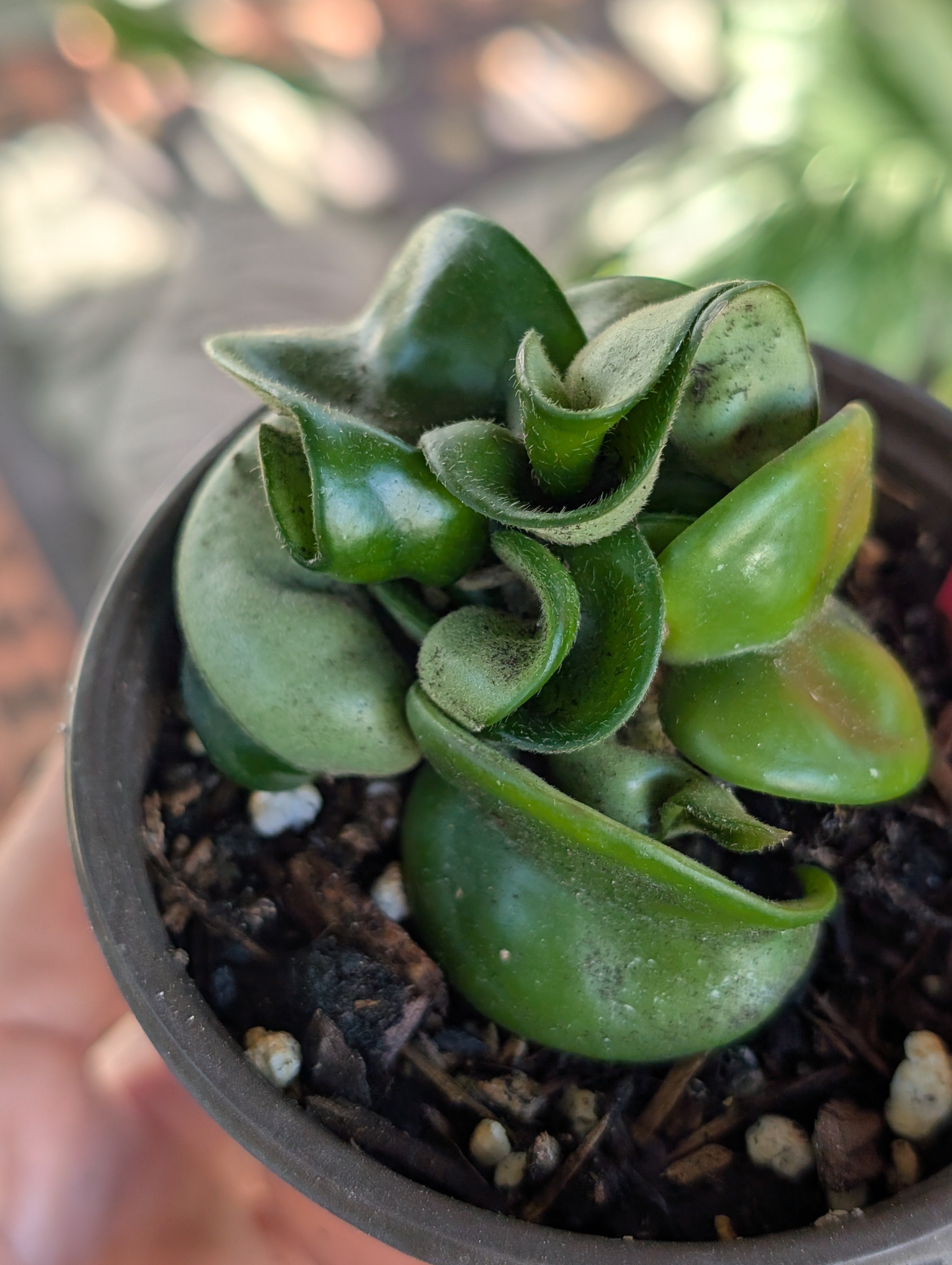 Hoya Compacta Hindu Rope  image 0
