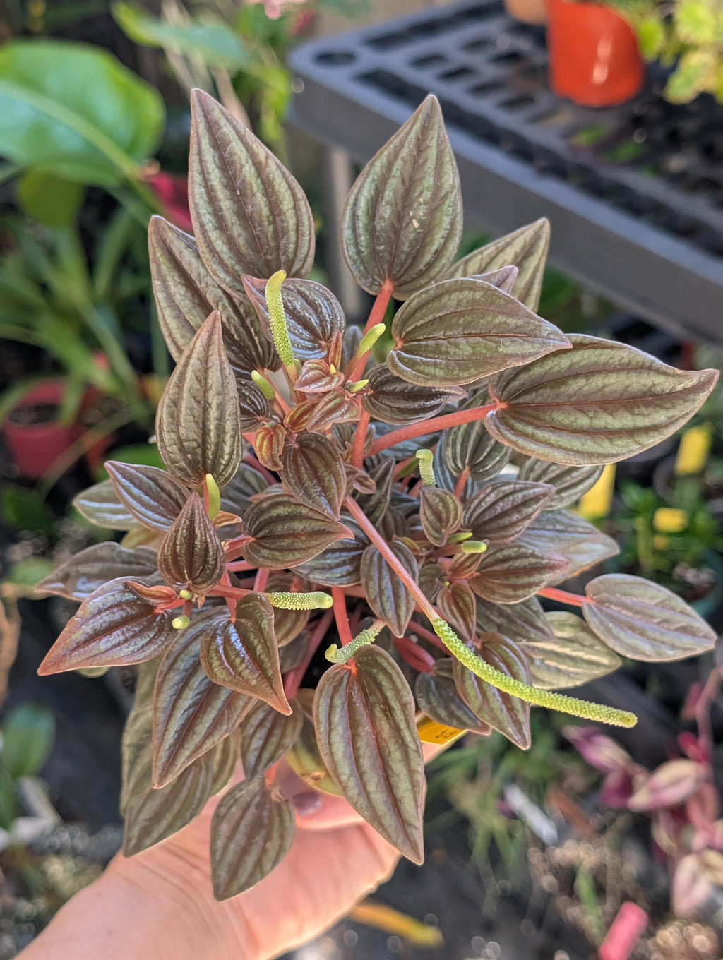 Peperomia caperata 'rosso' image 4
