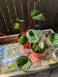 Peperomia watermelon 🍉 image 0
