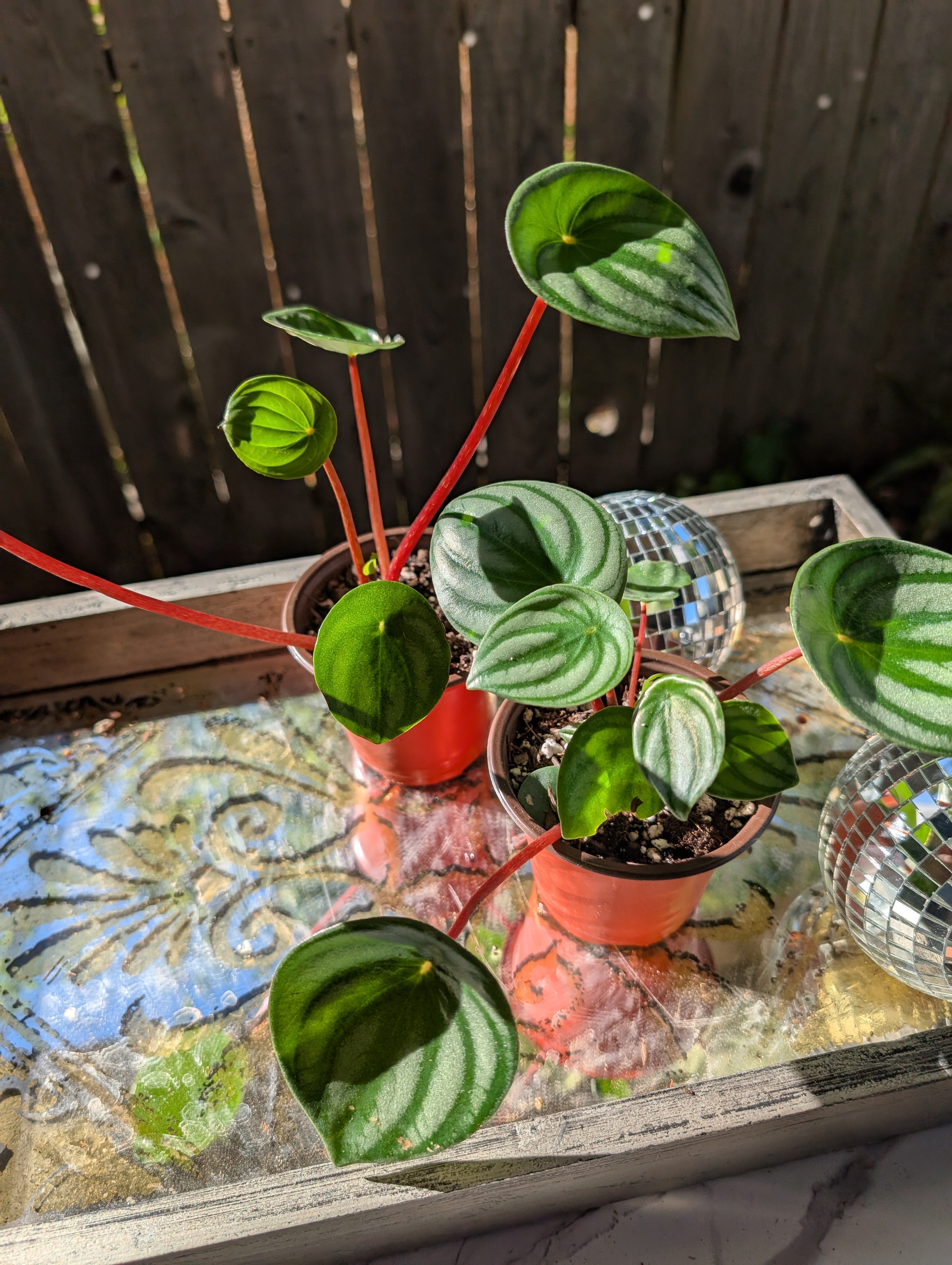 Peperomia watermelon 🍉 image 0