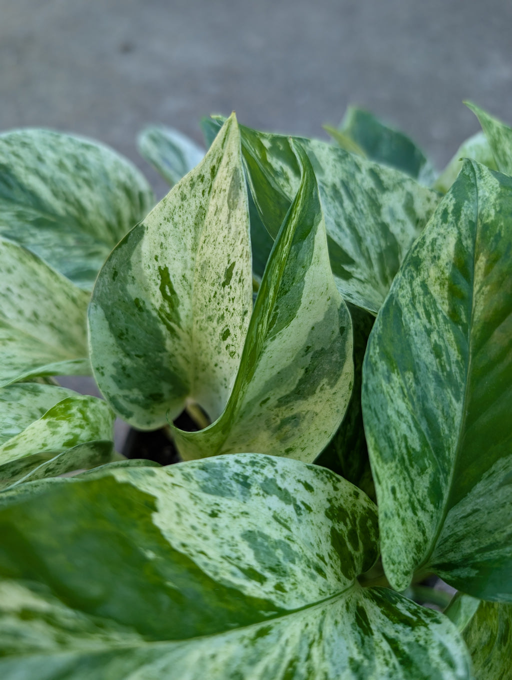 Epipremnum aureum 'marble queen' image 4