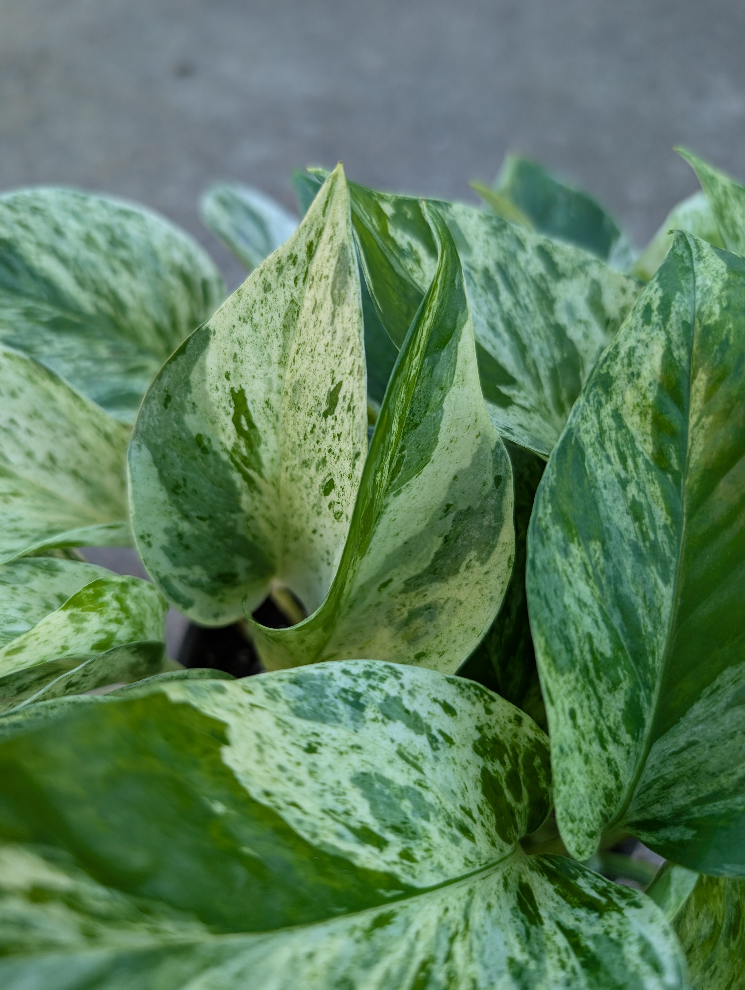 Epipremnum aureum 'marble queen' image 4
