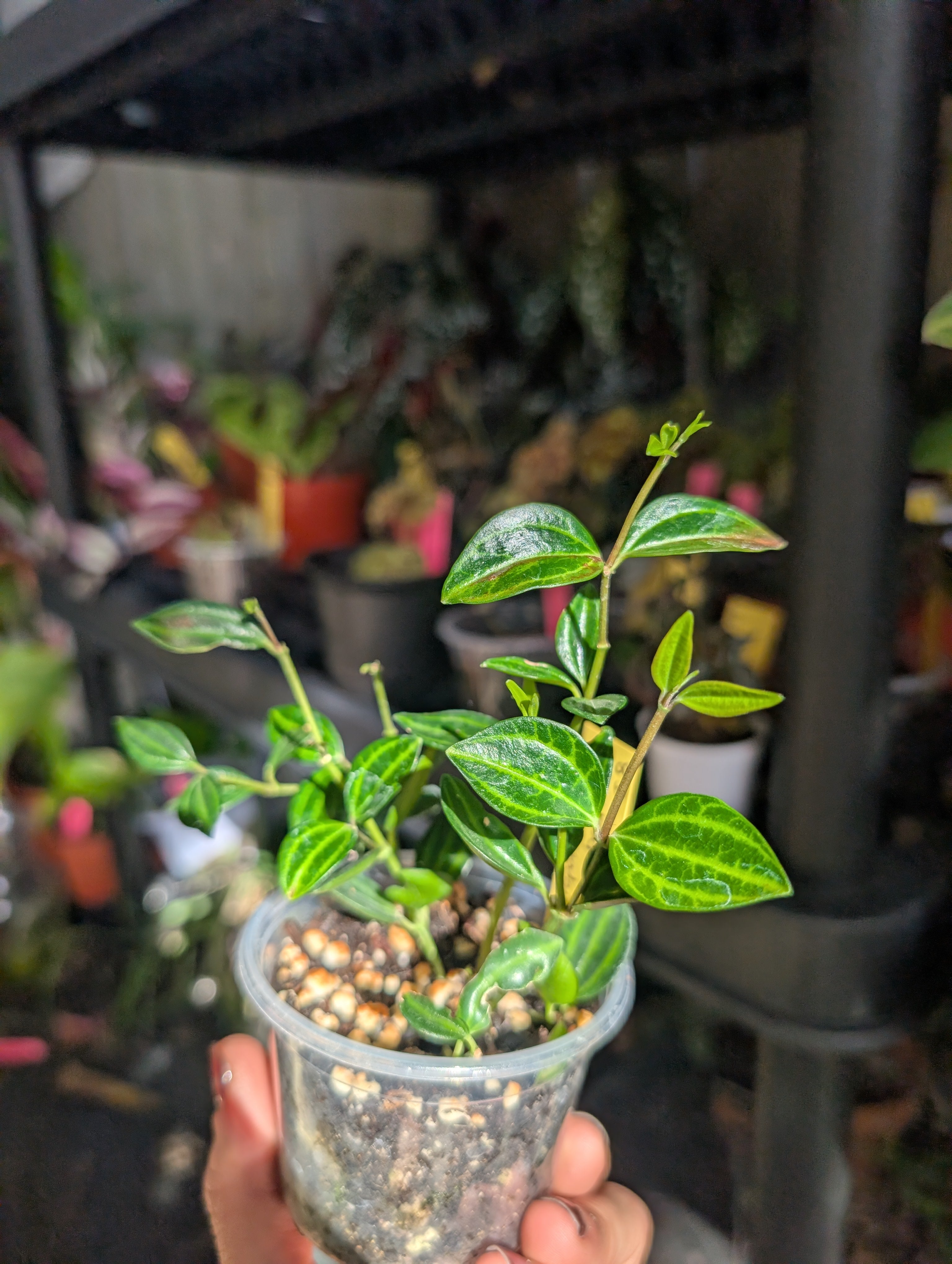 Peperomia angulata 'beetle' image 0