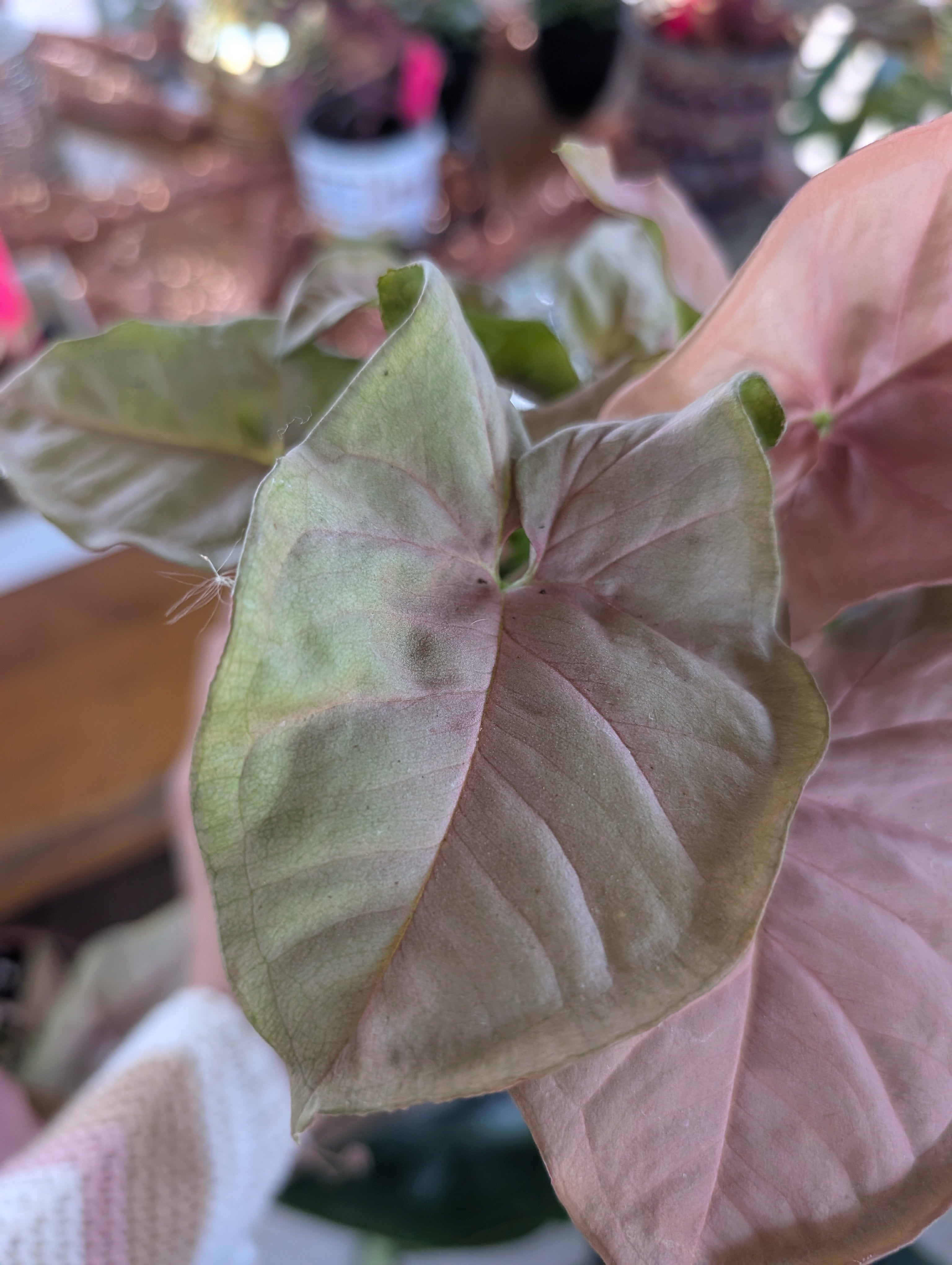 Pink Syngonium image 2