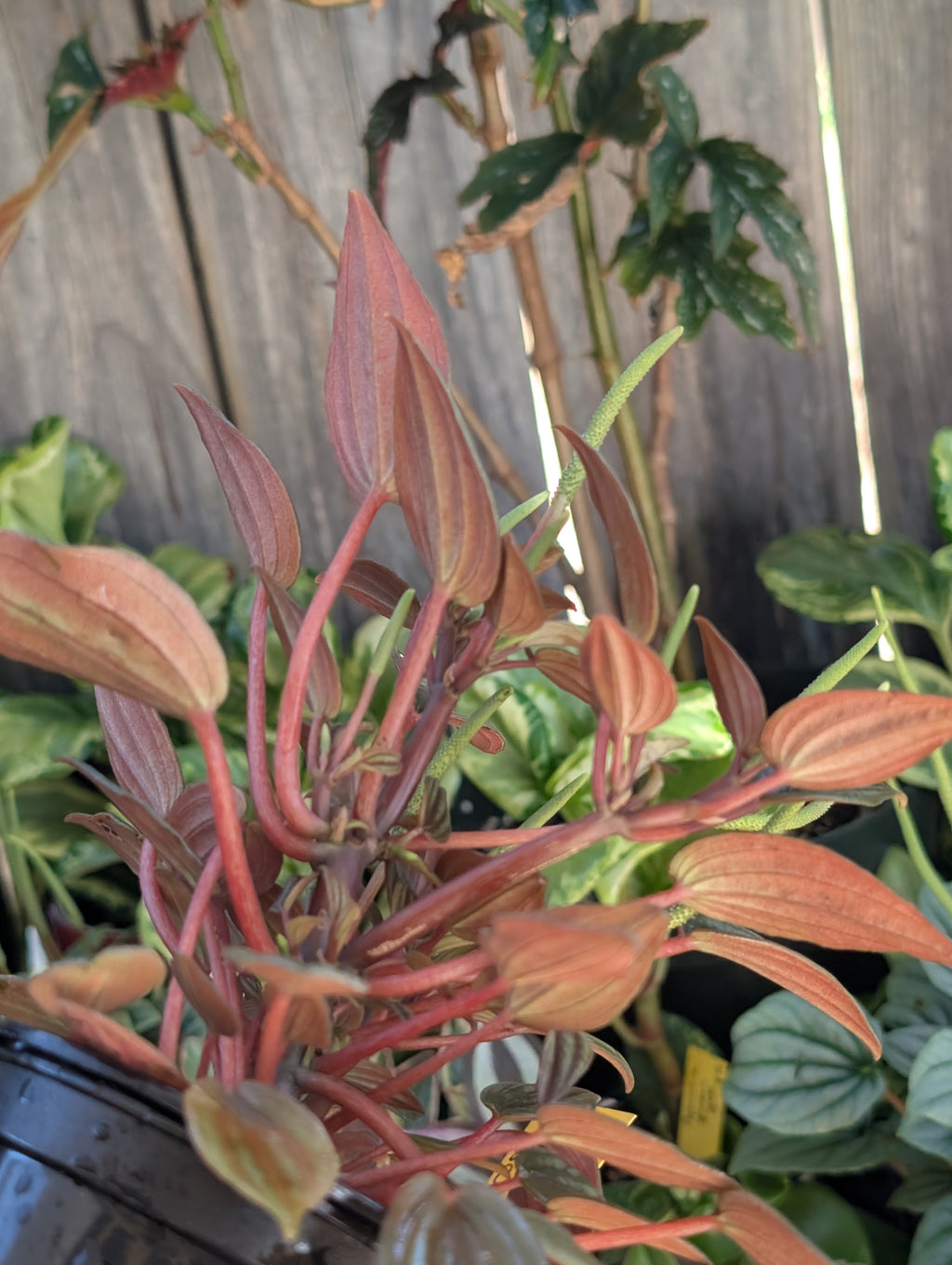 Peperomia caperata 'rosso' image 5
