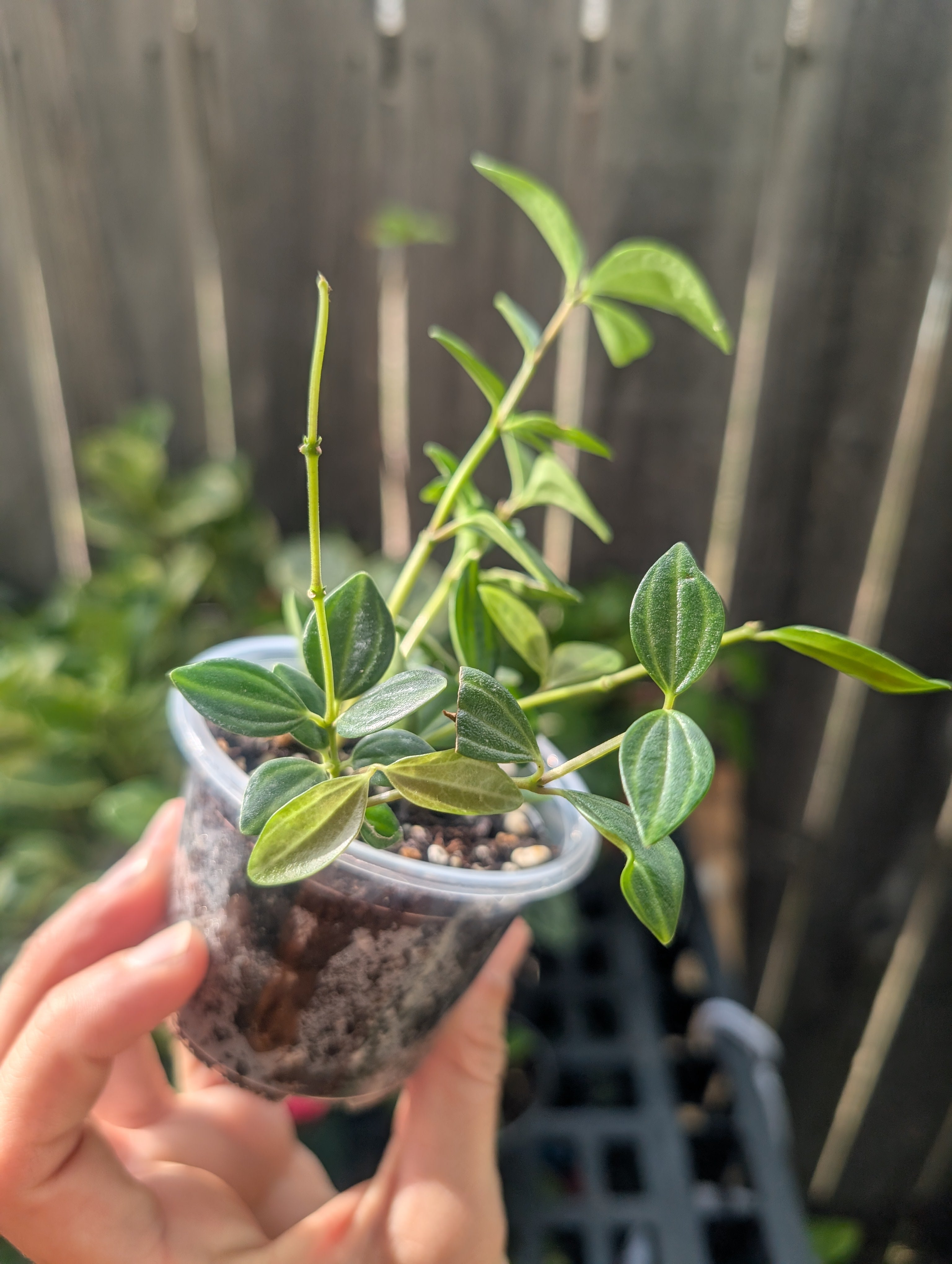 Peperomia Beetle (3" Pot) image 2