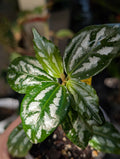 Pilea aluminum 'norfolk' image 0