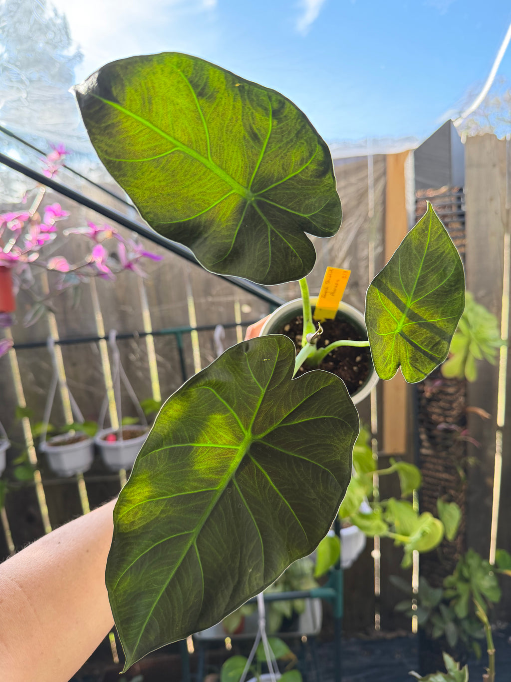 Alocasia 'Regal Shield' image 4
