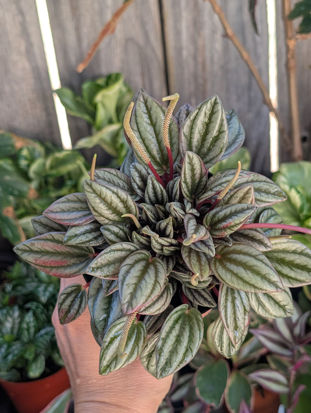 Peperomia 'san marino' image 1