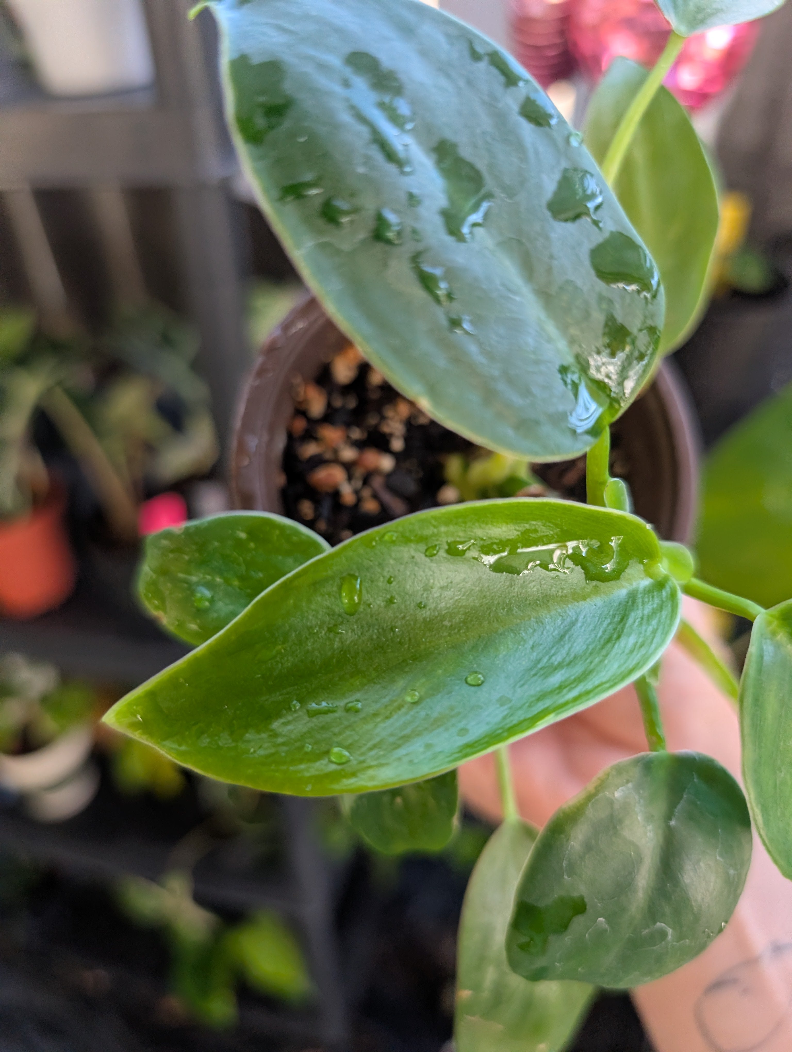 Philodendron 'white wizard' reverted image 1