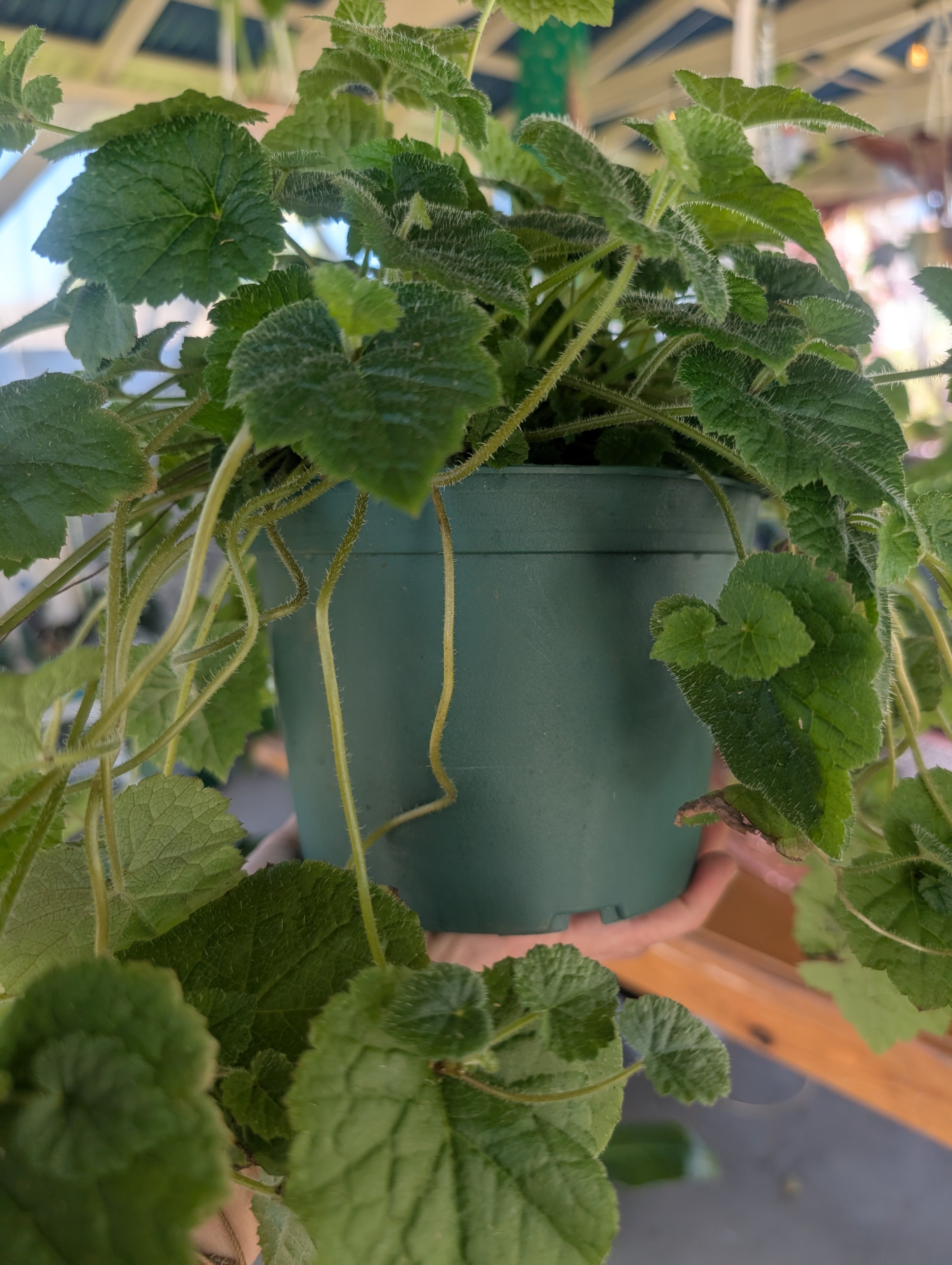 Piggyback Plant - Tolmiea menziesii image 5
