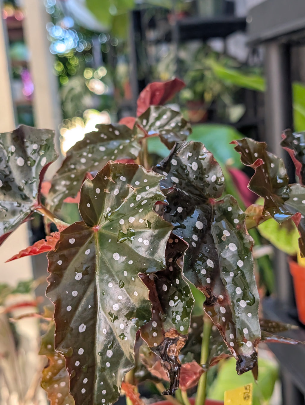 Begonia 'black forest' image 1