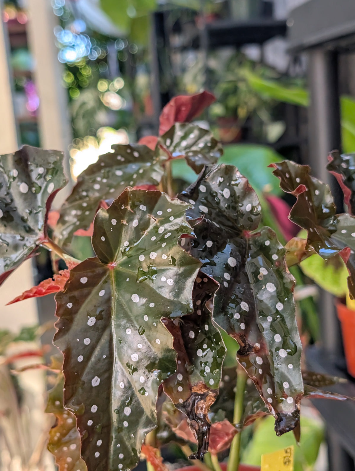 Begonia 'black forest' image 1