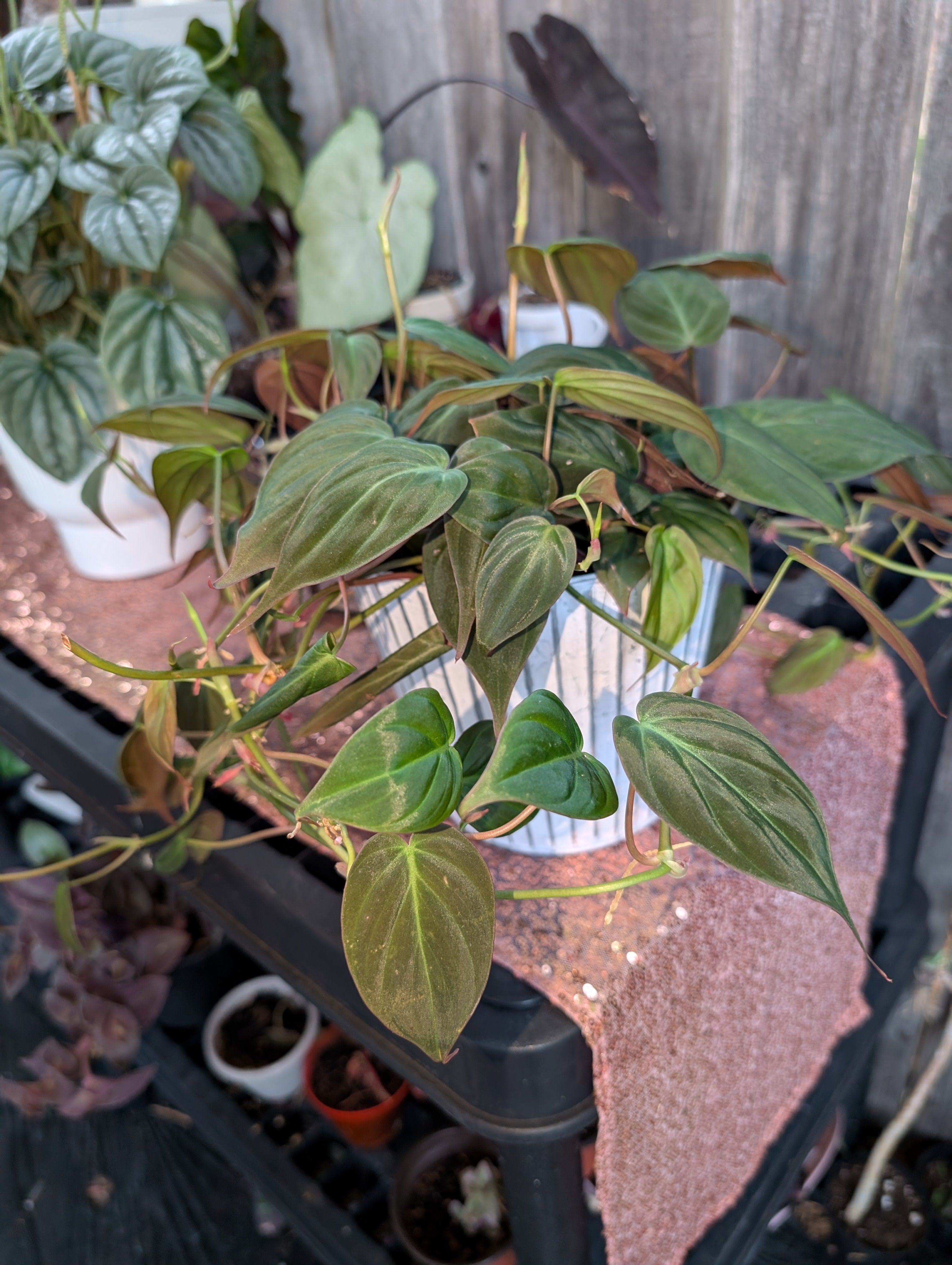 Philodendron hederaceum micans image 0