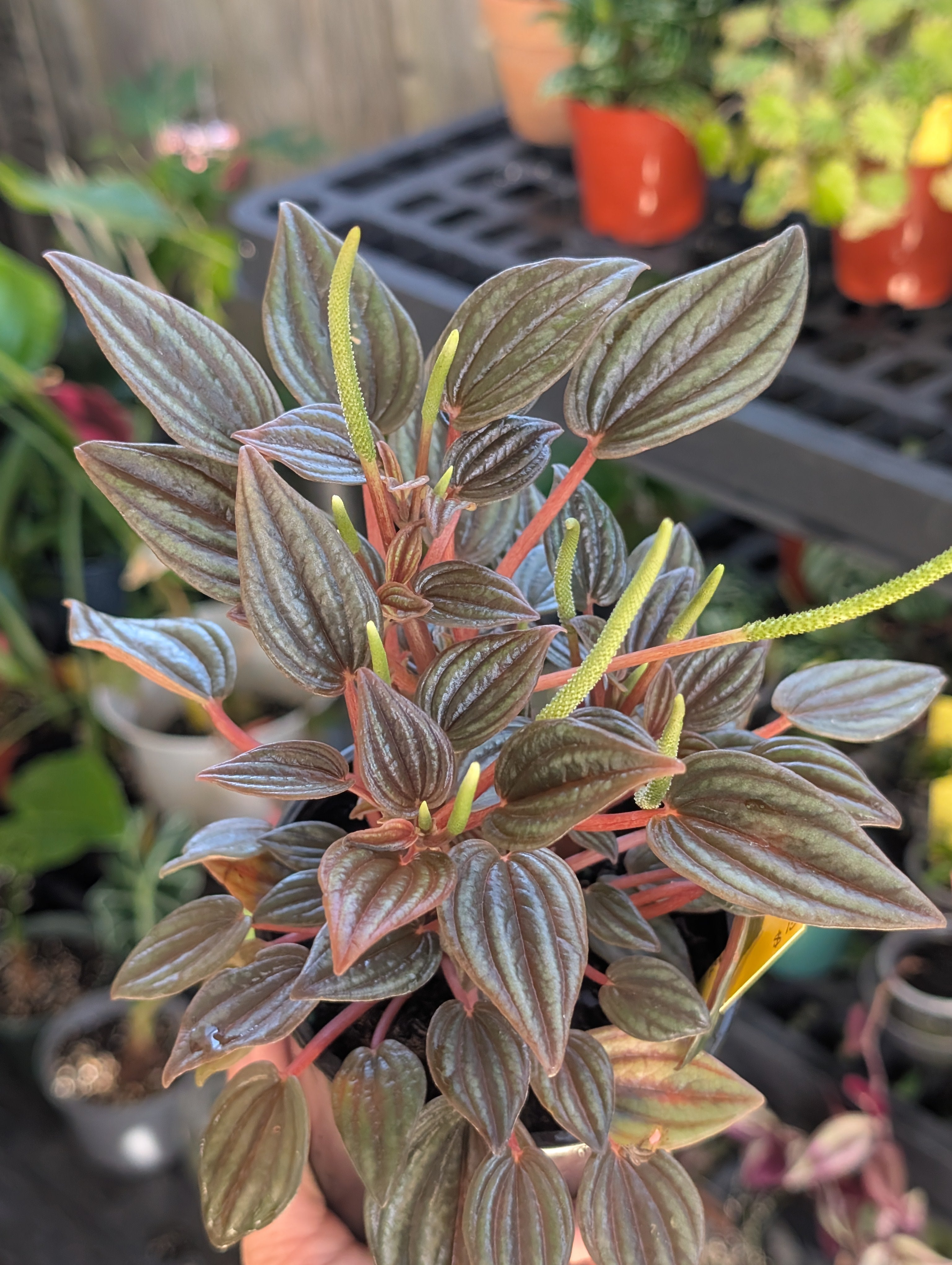 Peperomia caperata 'rosso' image 3