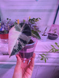 Alocasia reginula 'black velvet pink' image 0
