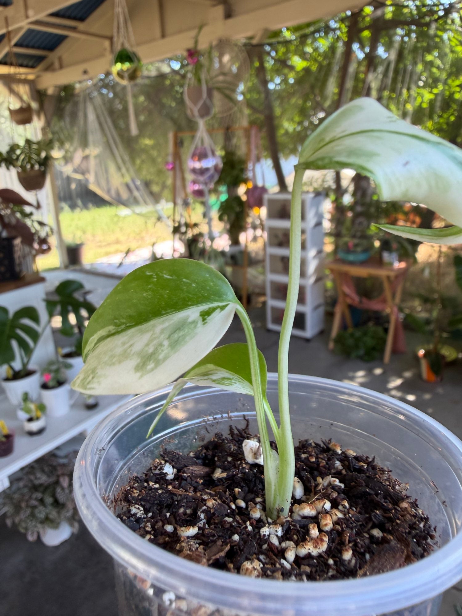 Monstera borsigiana Albo image 1