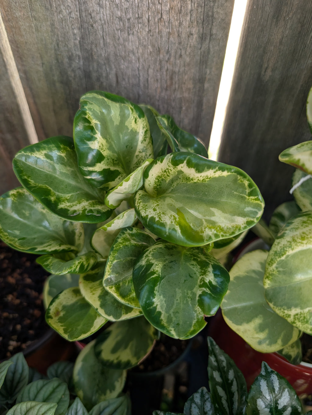 Peperomia 'golden gate' image 4