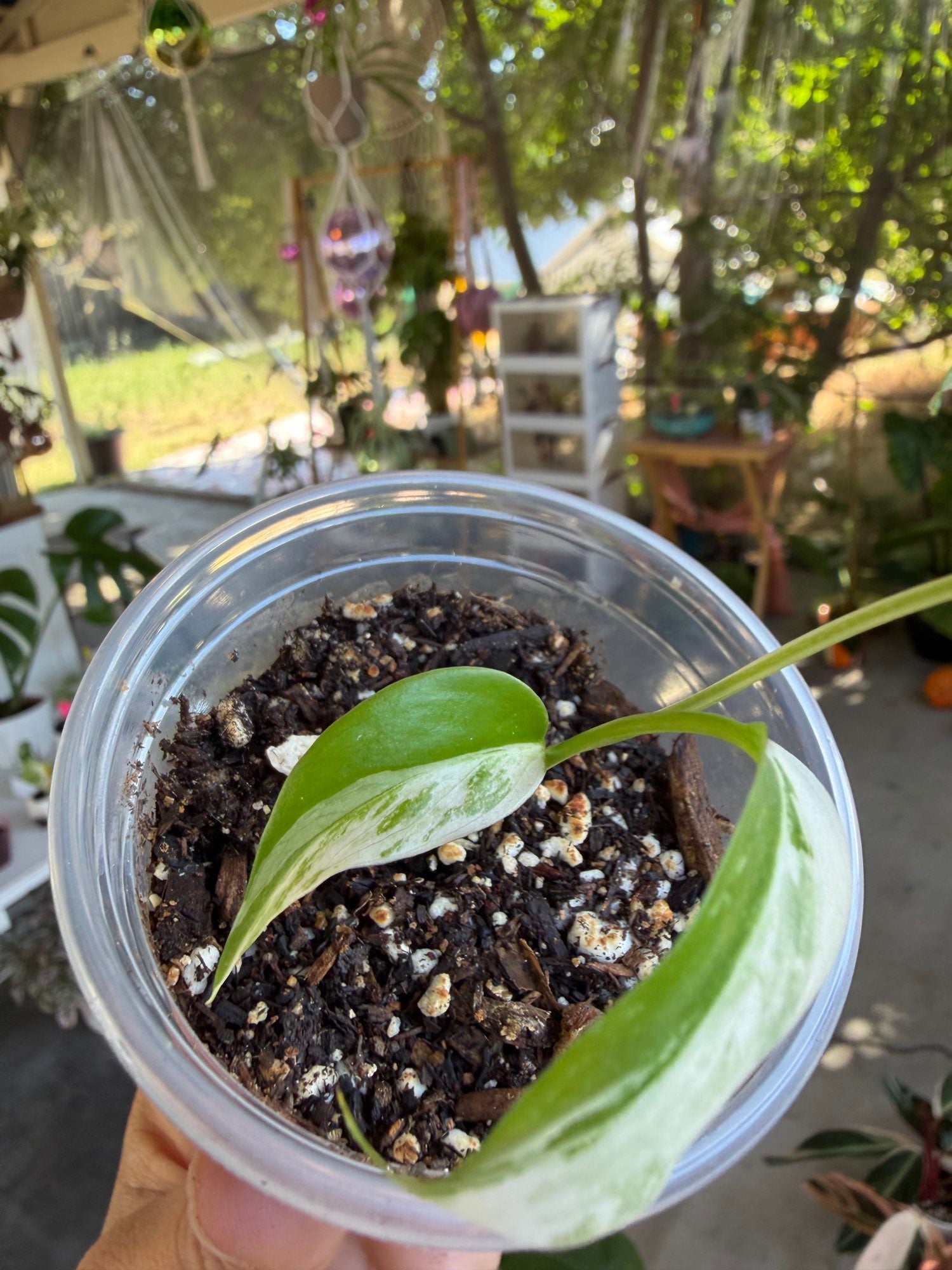 Monstera borsigiana Albo image 5