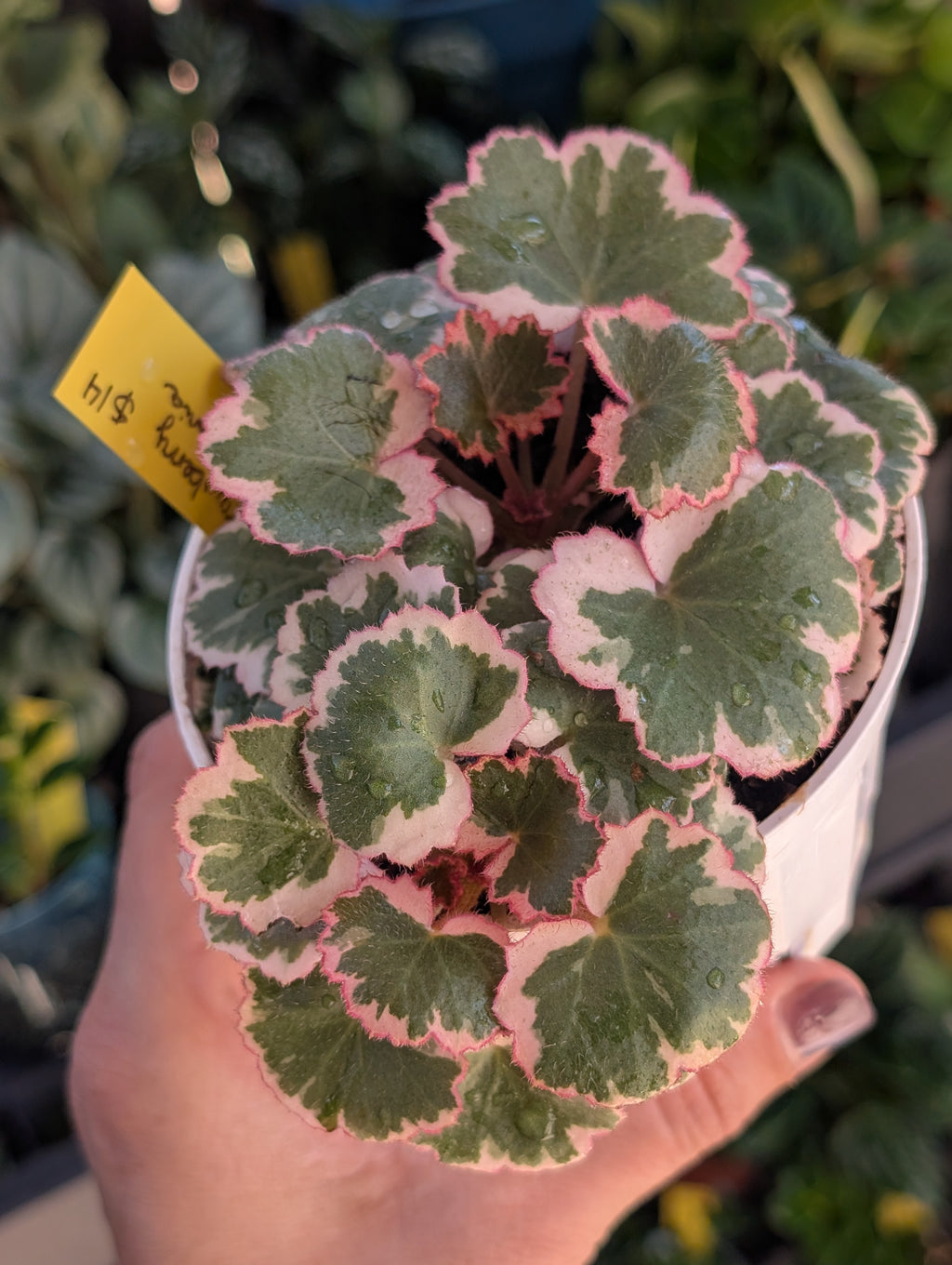 Saxifraga stolonifera variegata image 3
