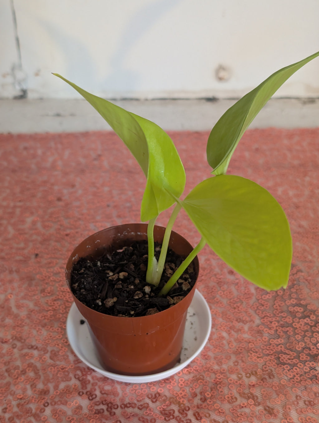 Epipremnum aureum 'neon pothos' image 2