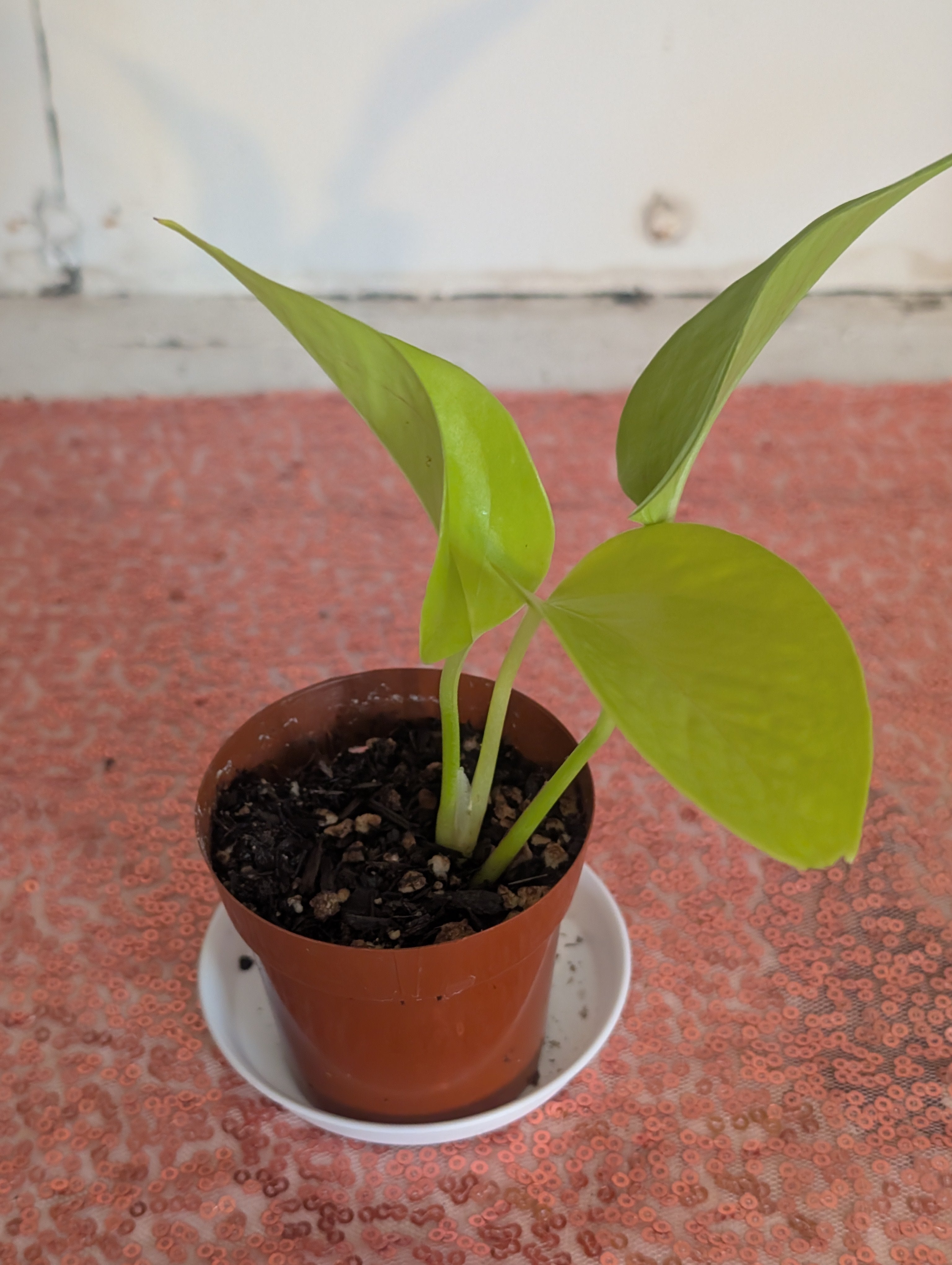 Epipremnum aureum 'neon pothos' image 2