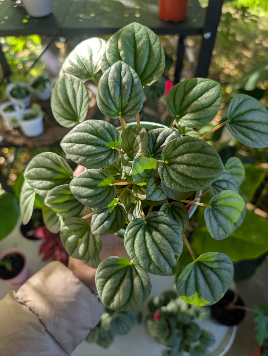 Peperomia caperata 'Moonlight' image 6