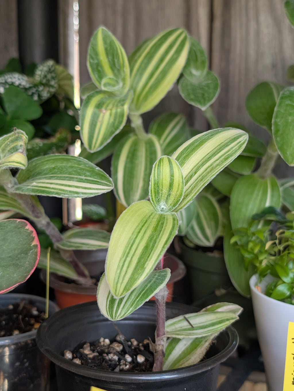 Tradescantia velvet stripe image 2