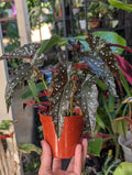 Begonia 'black forest' image 0