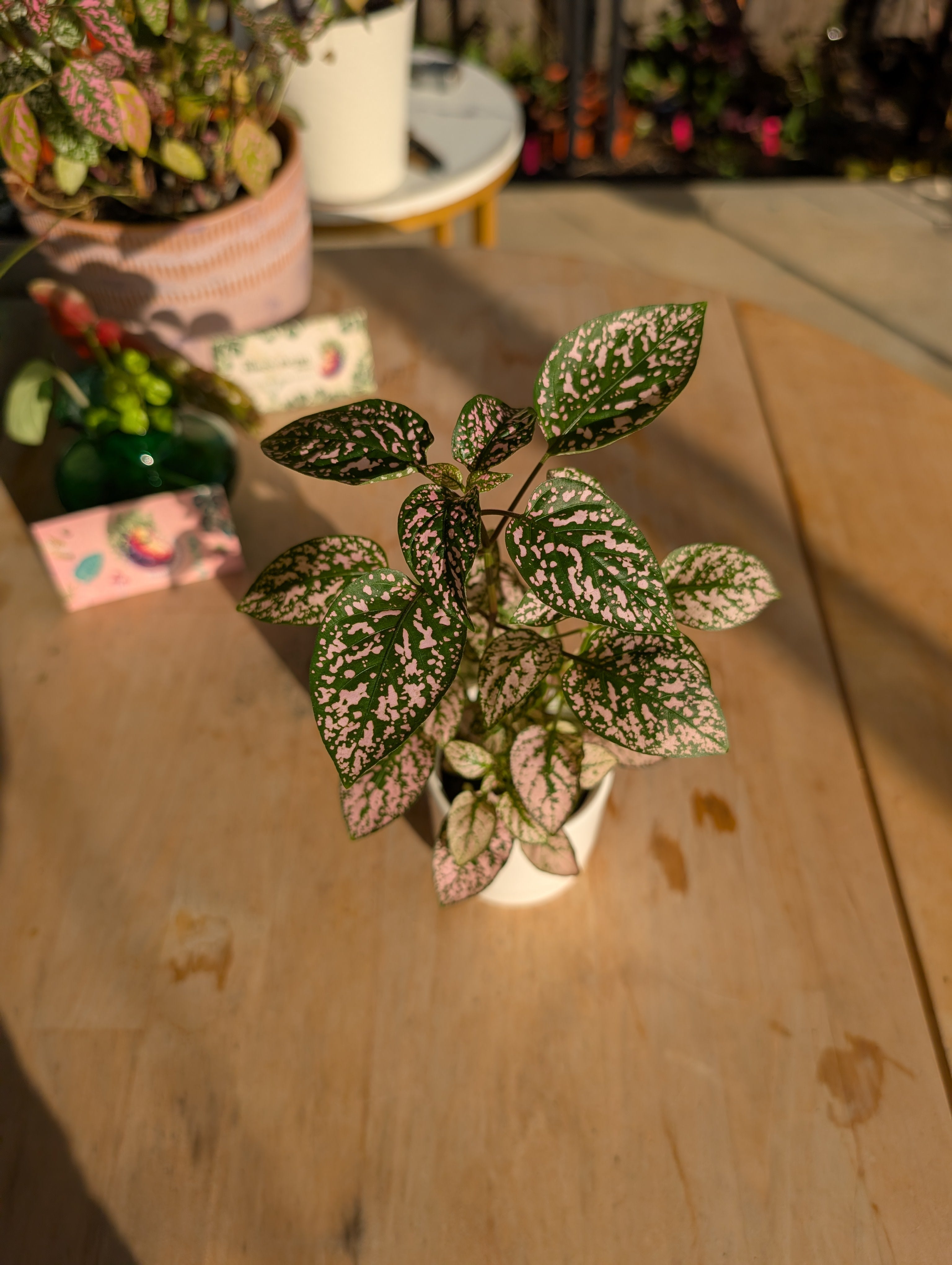 Polkadot Splash Plant image 10