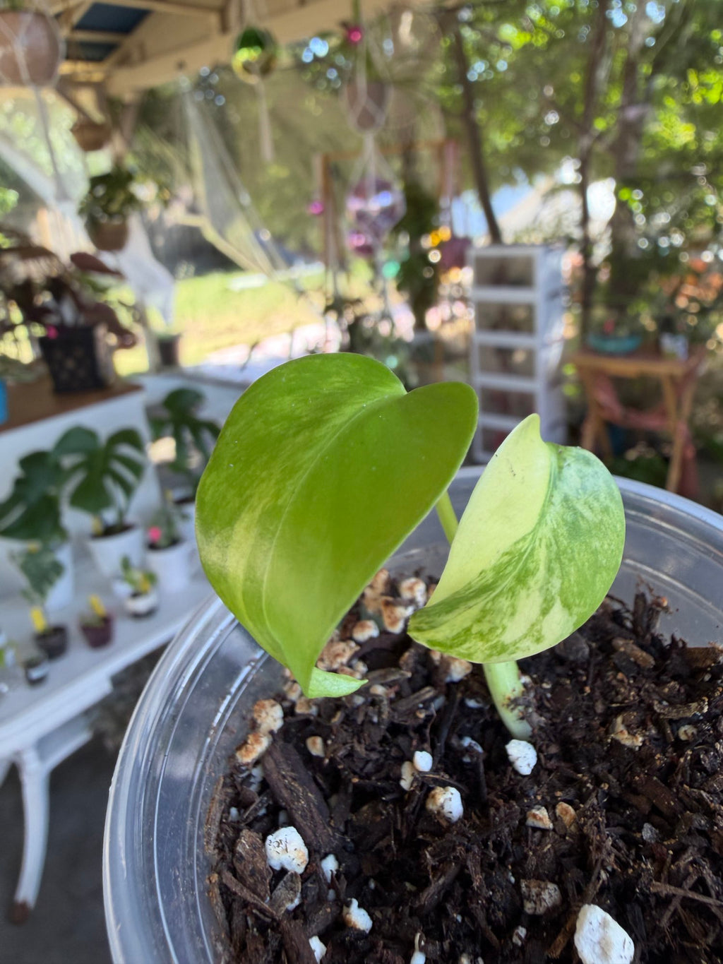 Monstera Yellow Marilyn image 3