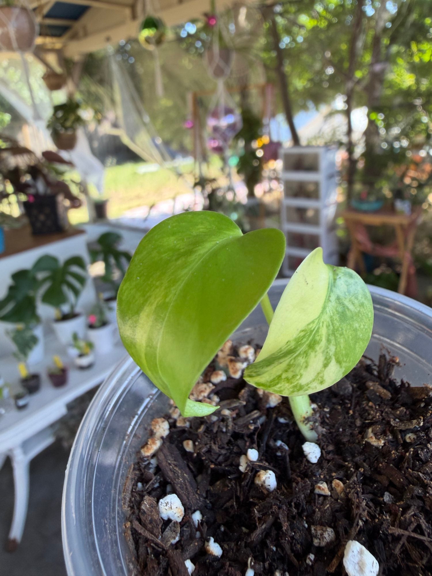 Monstera Yellow Marilyn image 3