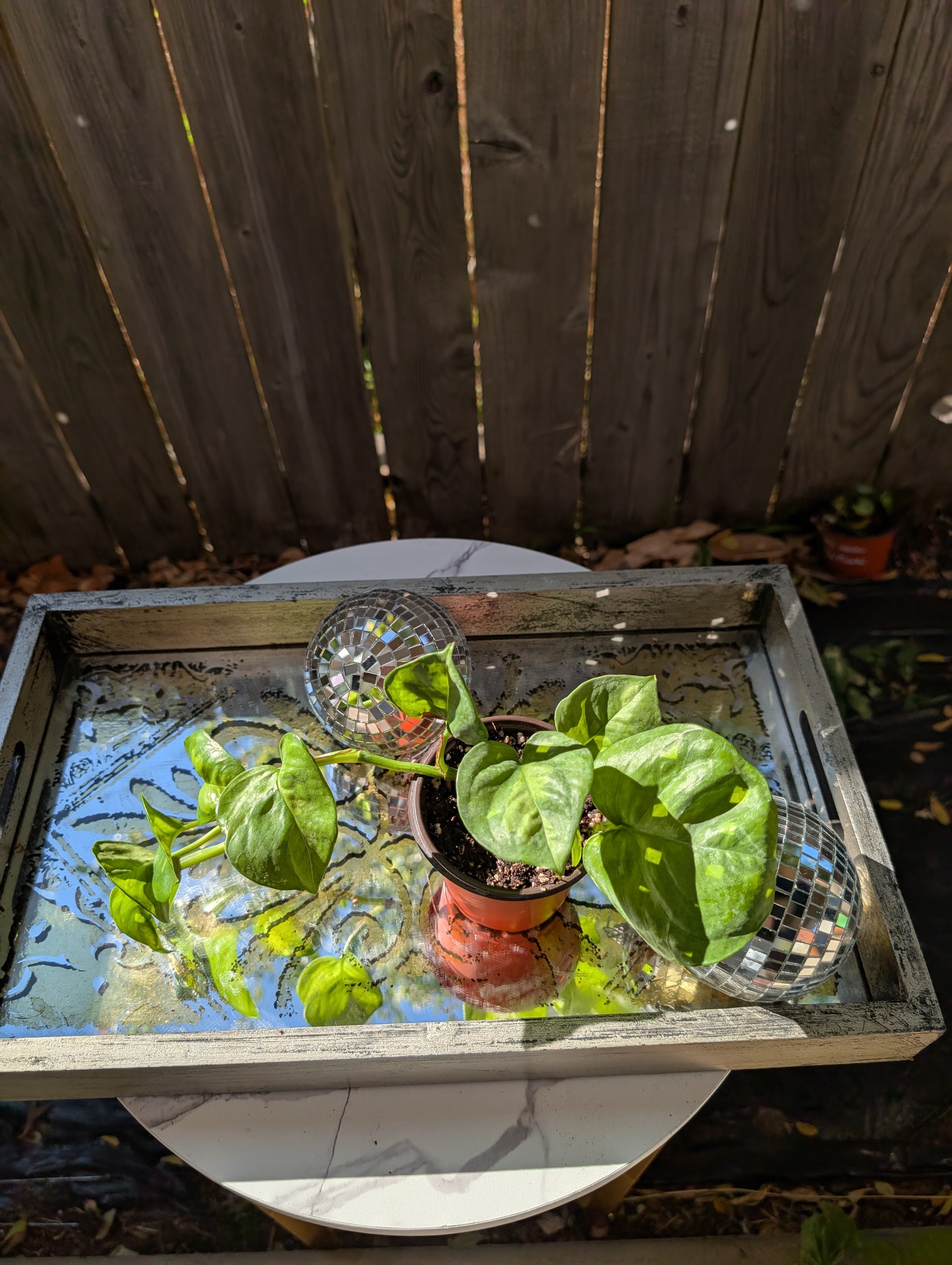 Global Green Pothos image 13