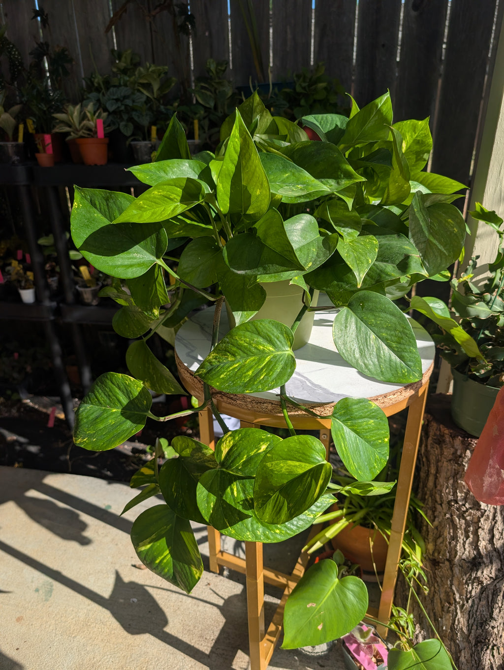 Epipremnum aureum 'golden pothos' image 1