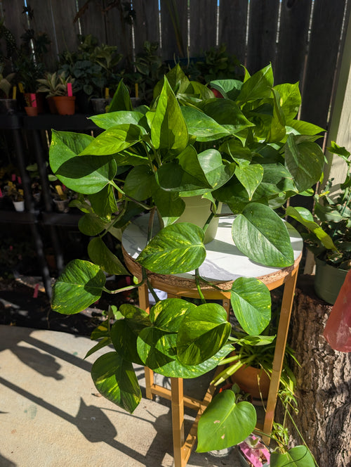 Epipremnum aureum 'golden pothos' image 1