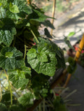 Piggyback Plant - Tolmiea menziesii image 0