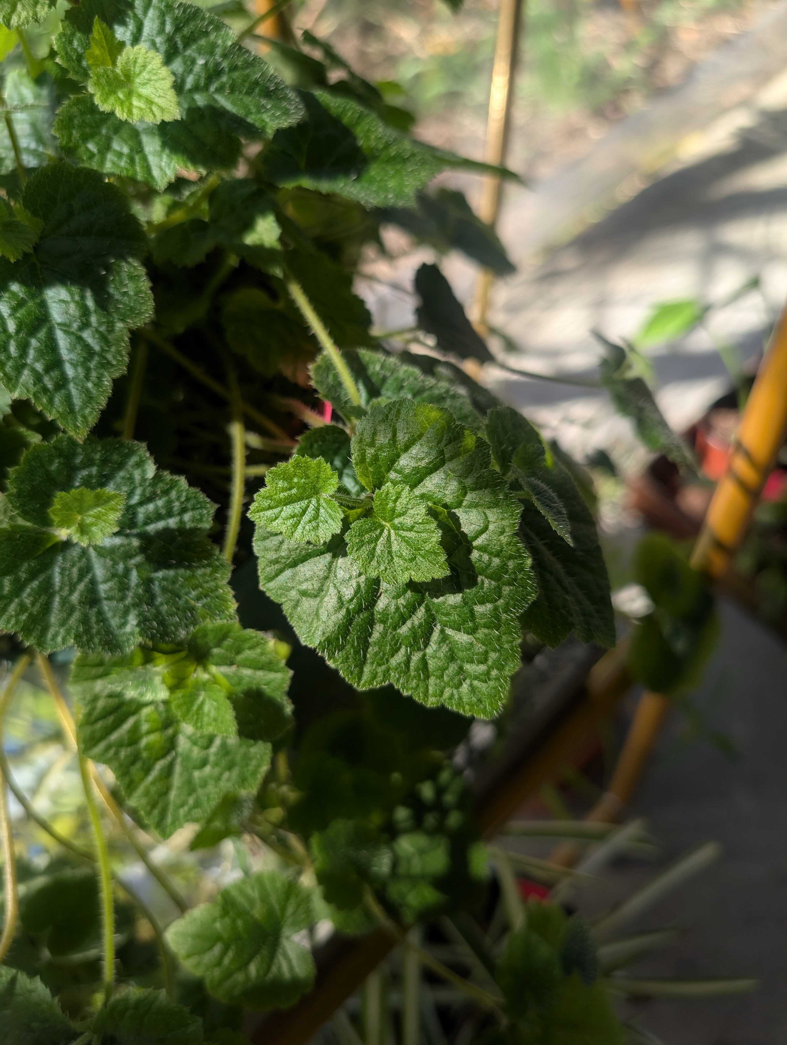 Piggyback Plant - Tolmiea menziesii image 0