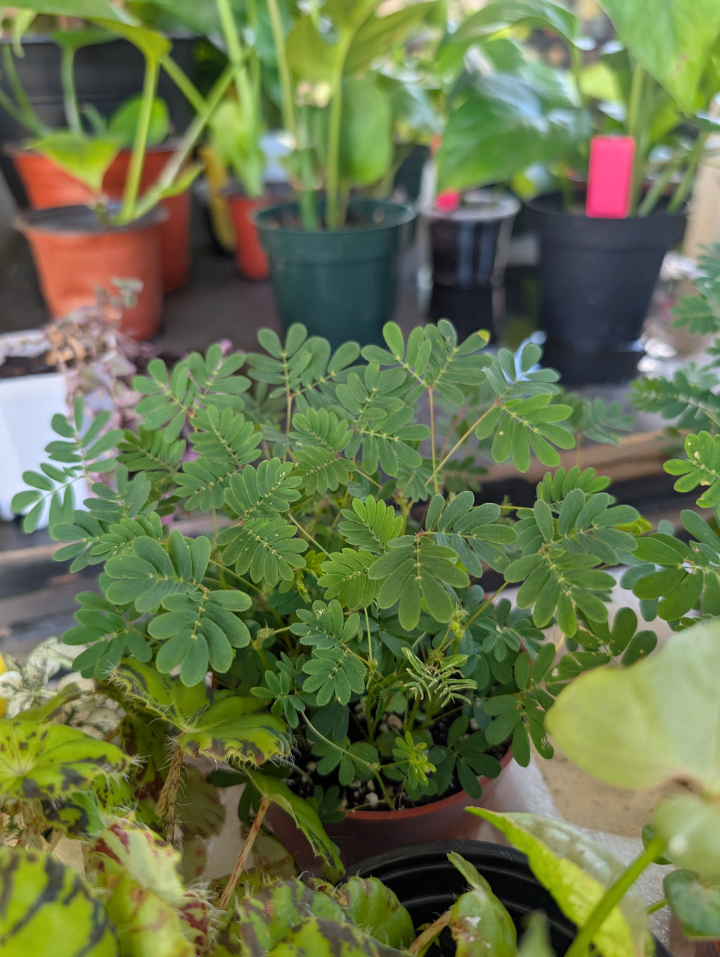 Mimosa pudica 'sensitive plant' image 0