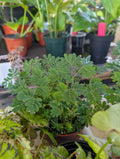 Mimosa pudica 'sensitive plant' image 0