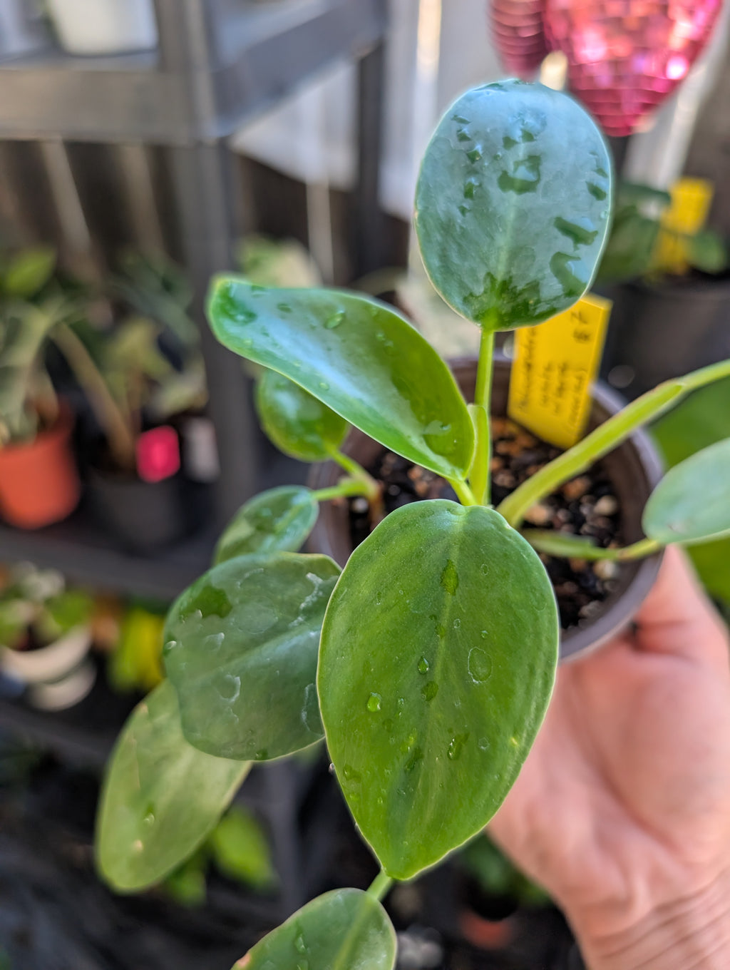 Philodendron 'white wizard' reverted image 2