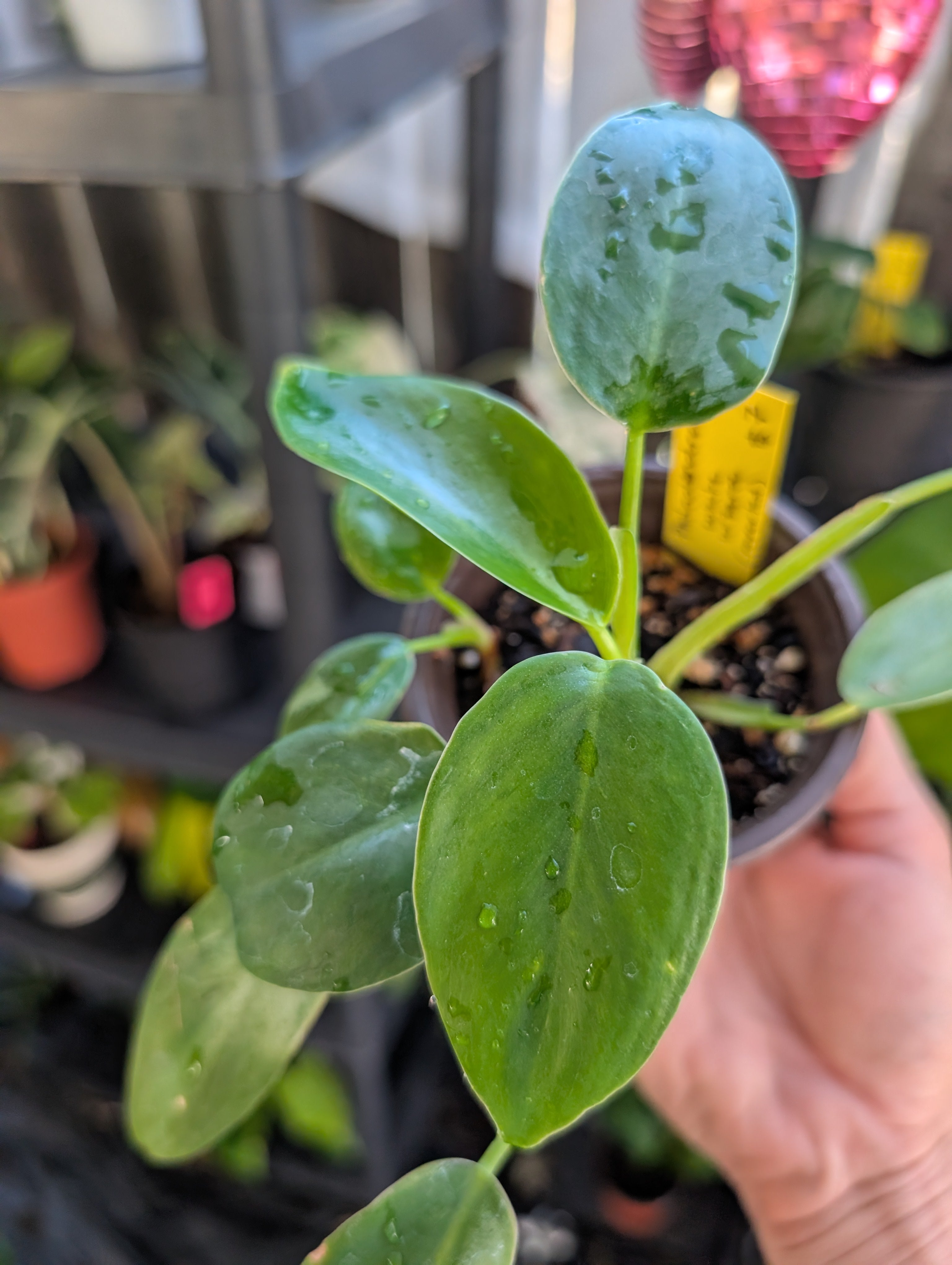 Philodendron 'white wizard' reverted image 2