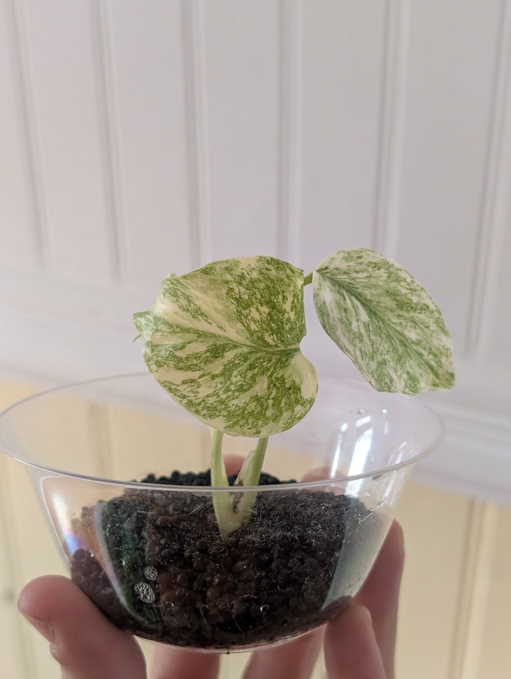 Monstera Legacy image 4