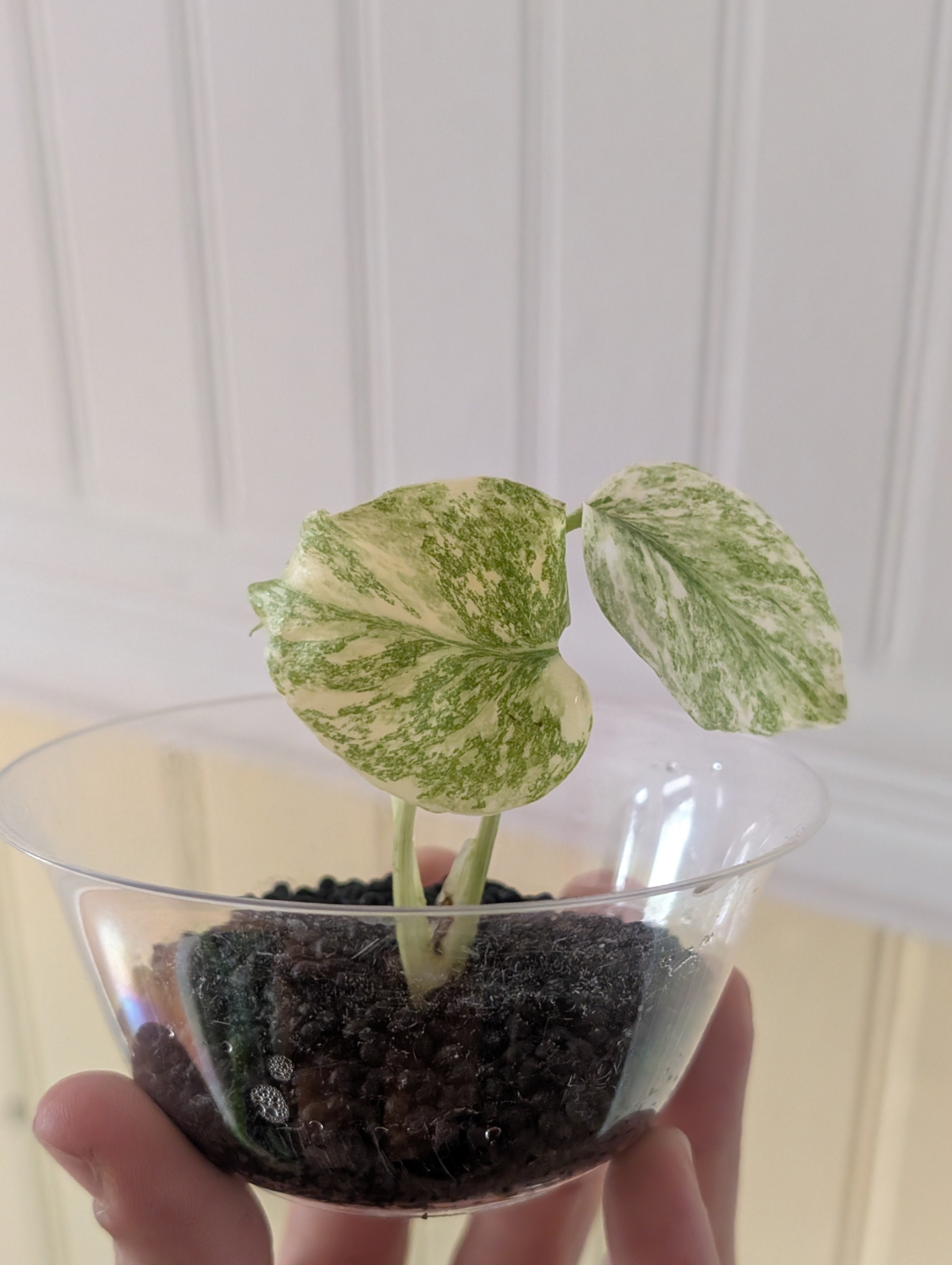 Monstera Legacy image 4