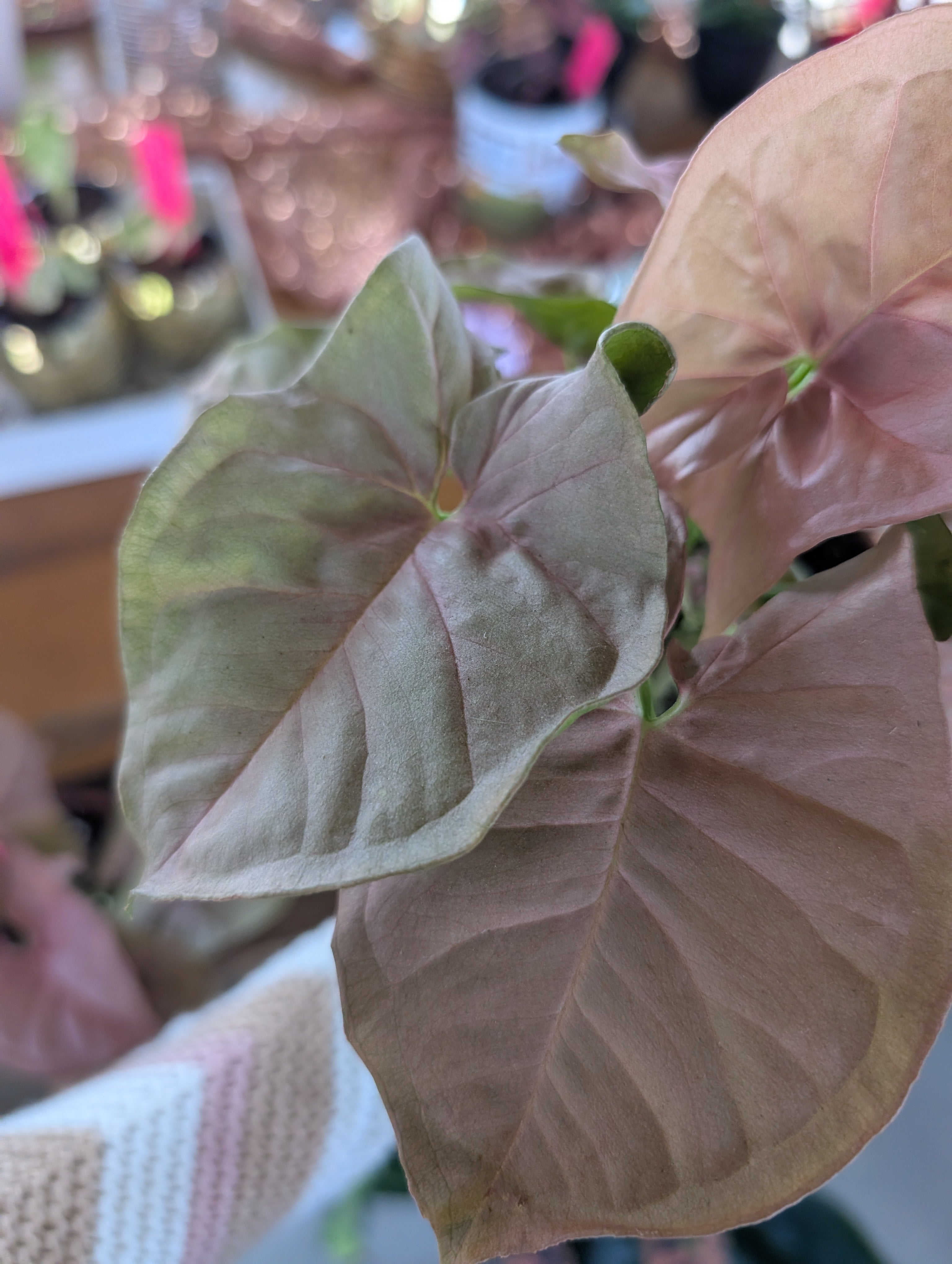 Pink Syngonium image 5