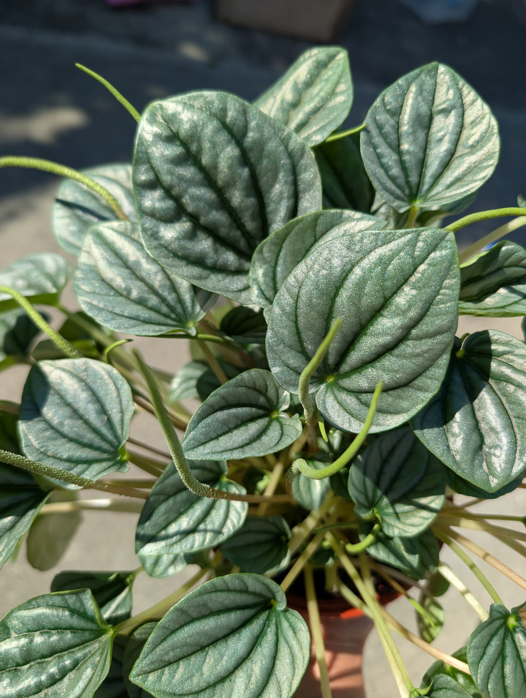 Peperomia caperata 'Moonlight' image 1